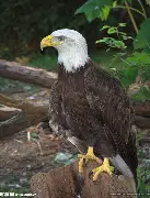 aoa体育馆-老鹰狂飙！杨宽昊全场霸气逆袭得胜